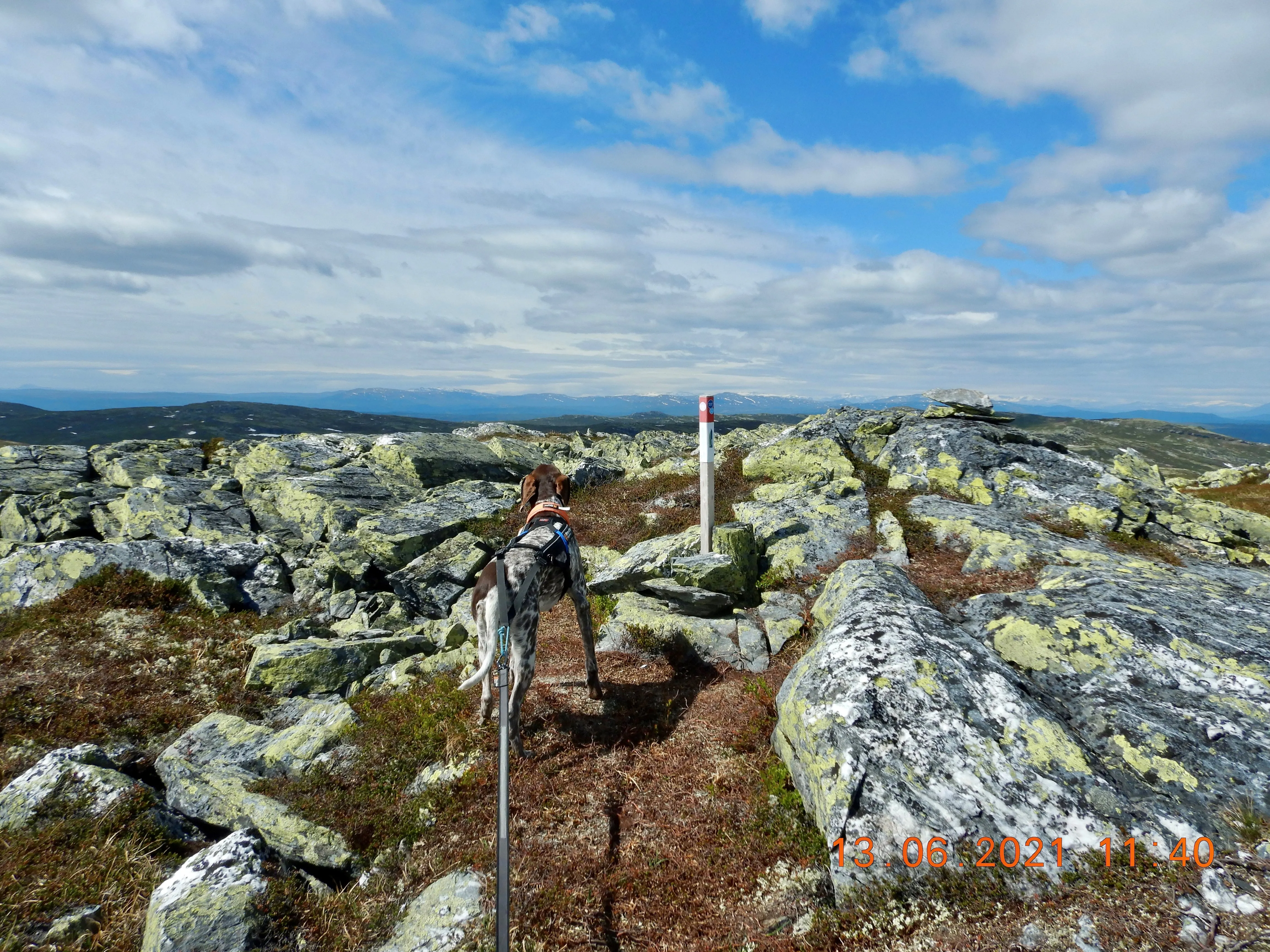 Stolejake sommer storfjellet kvitfjell